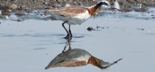Wilson's Phalarope
