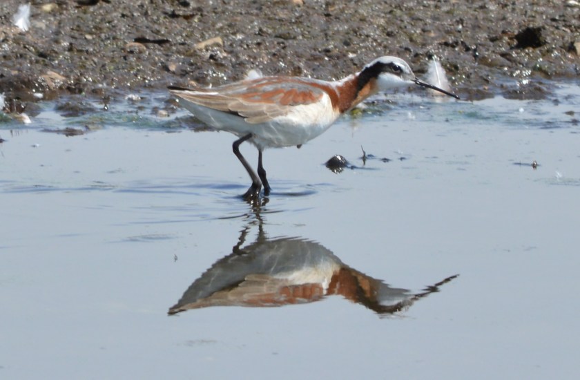 Wilson's Phalarope