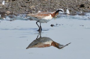 Wilson's Phalarope