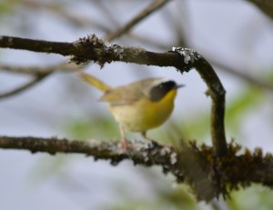 Common Yellowthroat