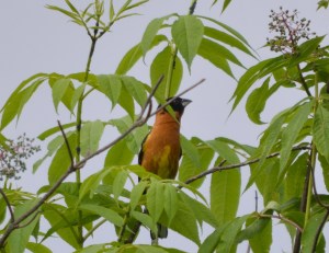 Black-headed Grosbeak