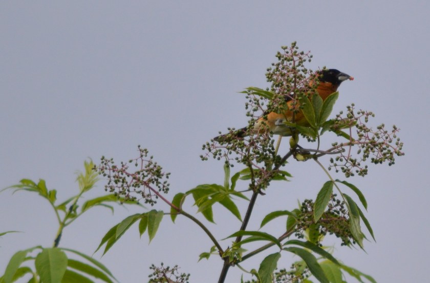Black-headed Grosbeak