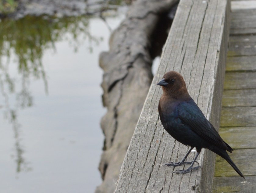 Brown-headed Cowbird