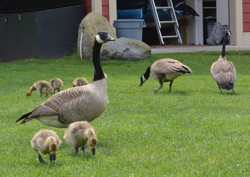 Goslings