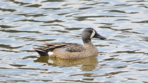Blue-winged Teal