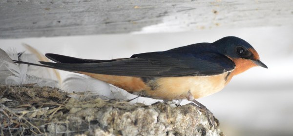 Barn Swallow