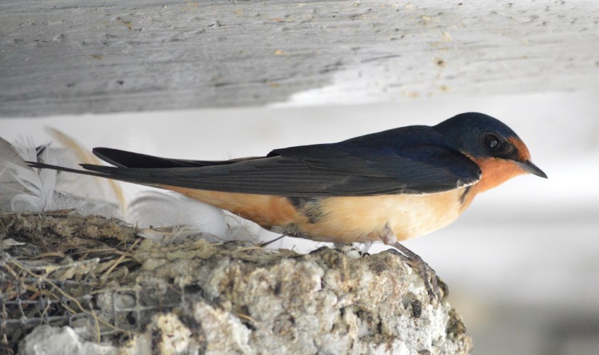 Barn Swallow