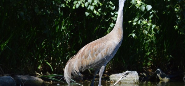 Sandhill Crane