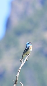 Lazuli Bunting 