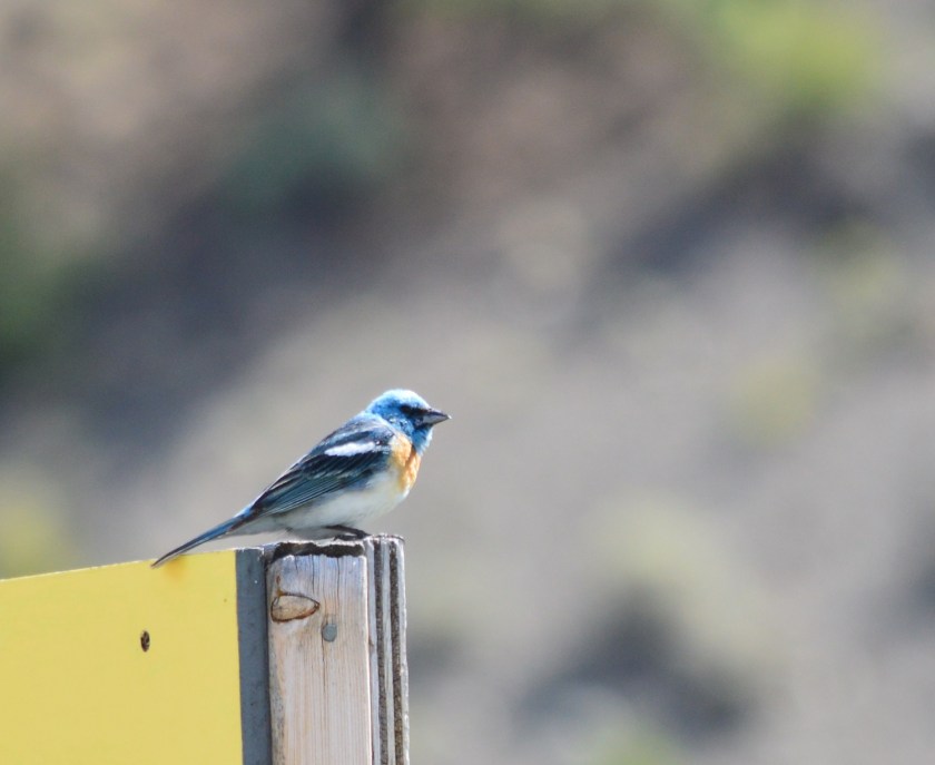 Lazuli Bunting 