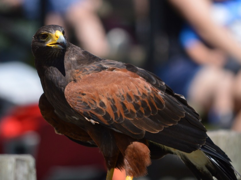 Caprice ~ Harris's Hawk