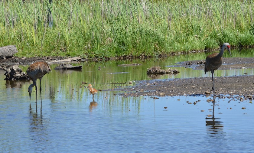 Sandhill Crane
