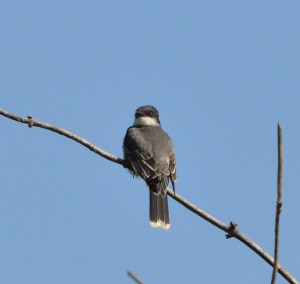 Eastern Kingbird