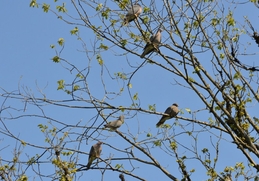 Eurasian Collared-Dove