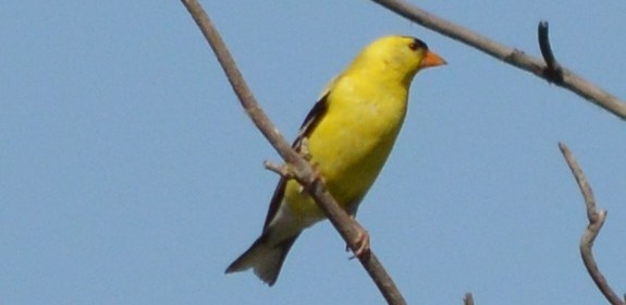 American Goldfinch