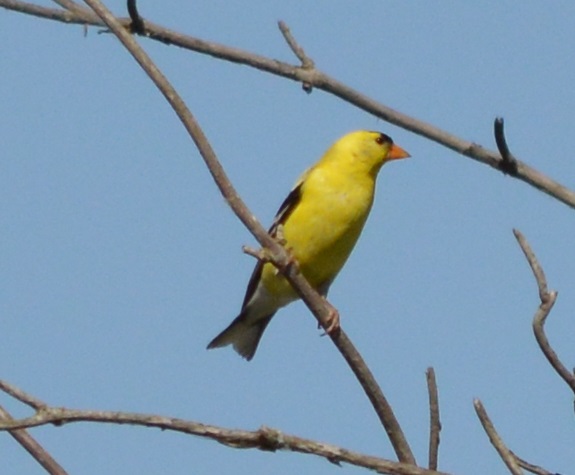 American Goldfinch 