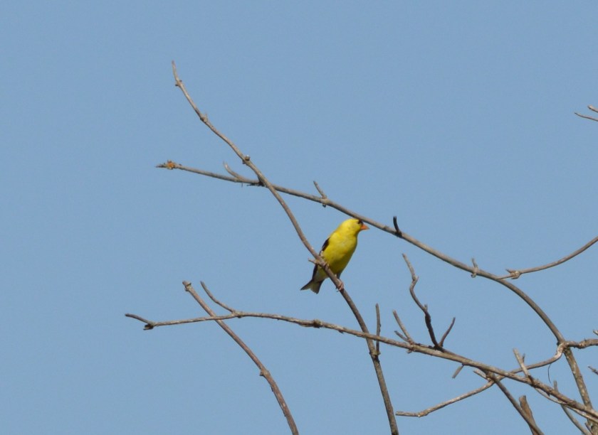American Goldfinch 