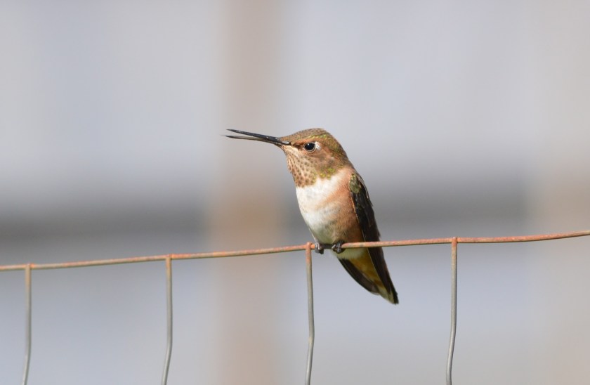 Rufous Hummingbird