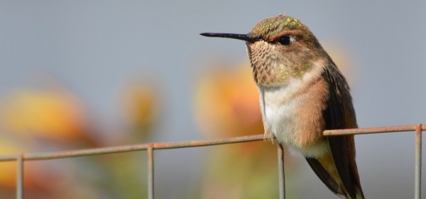 Rufous Hummingbird