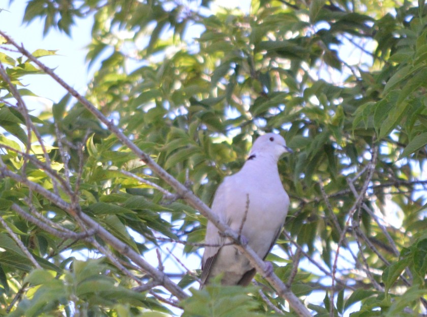 Eurasian Collared-Dove