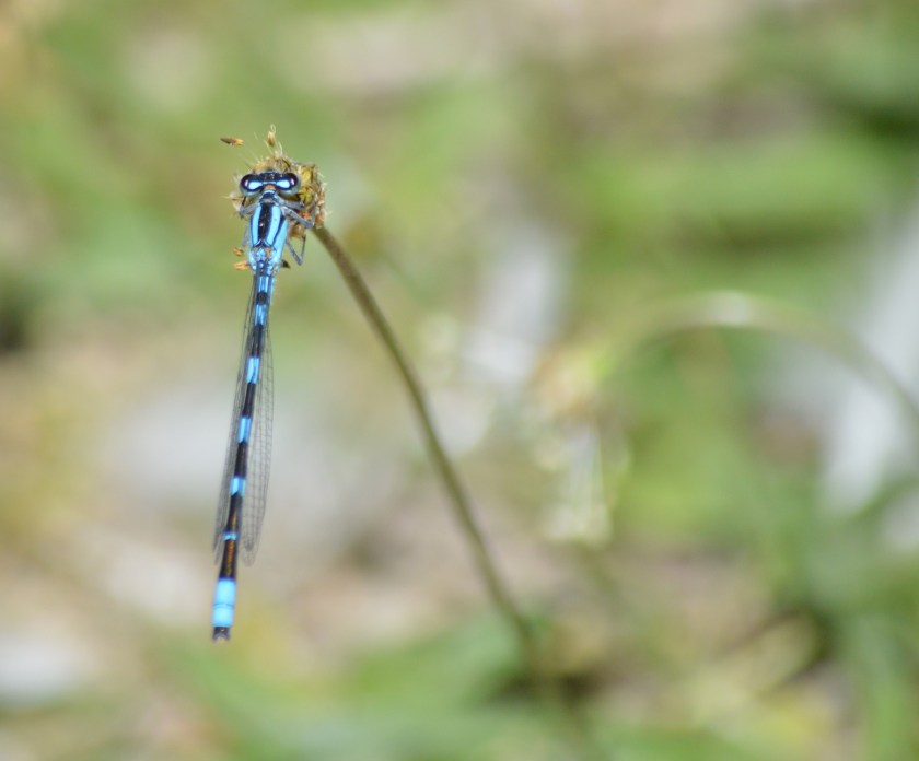 Damselfly