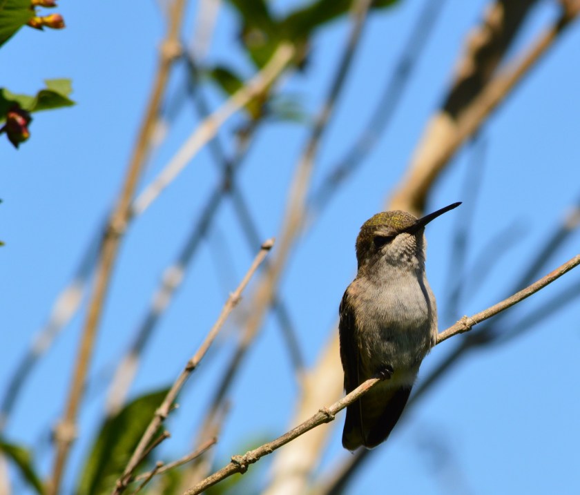 Anna's Hummingbird