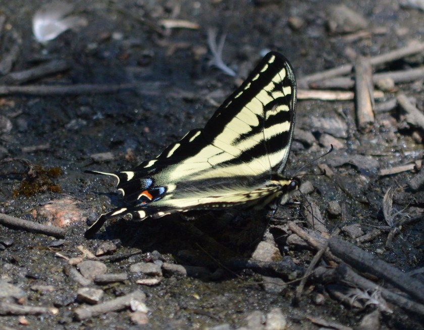 Swallowtail