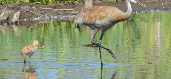 Sandhill Cranes