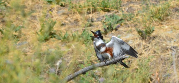 Belted Kingfisher