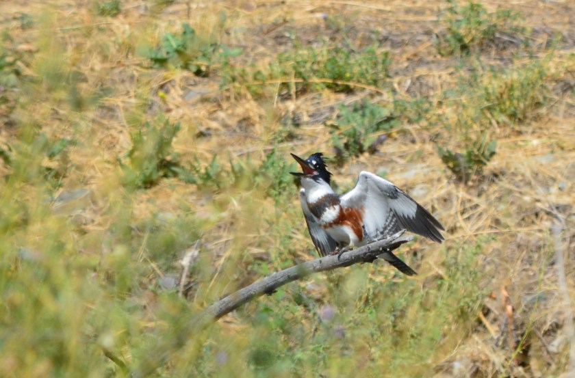 Belted Kingfisher