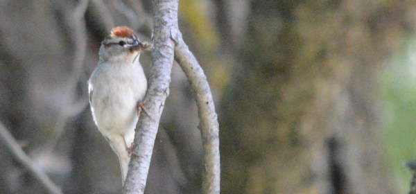 Chipping Sparrow