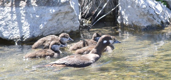 Harlequin Ducks