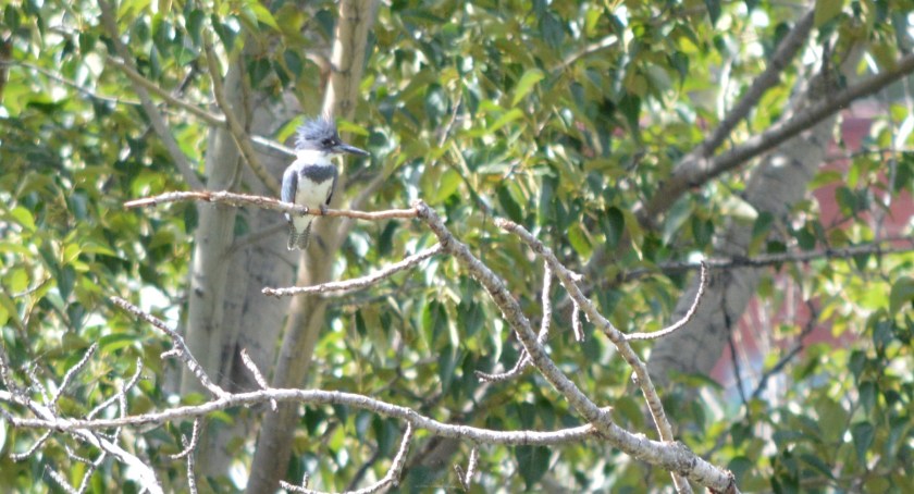 Belted Kingfisher