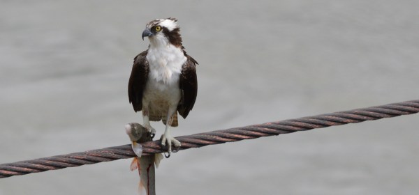 Osprey