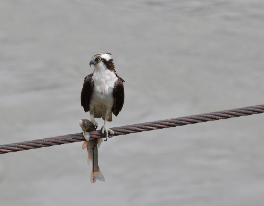 Osprey
