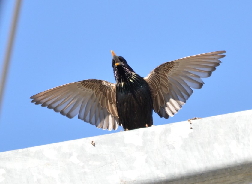 European Starling