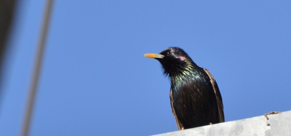 European Starling