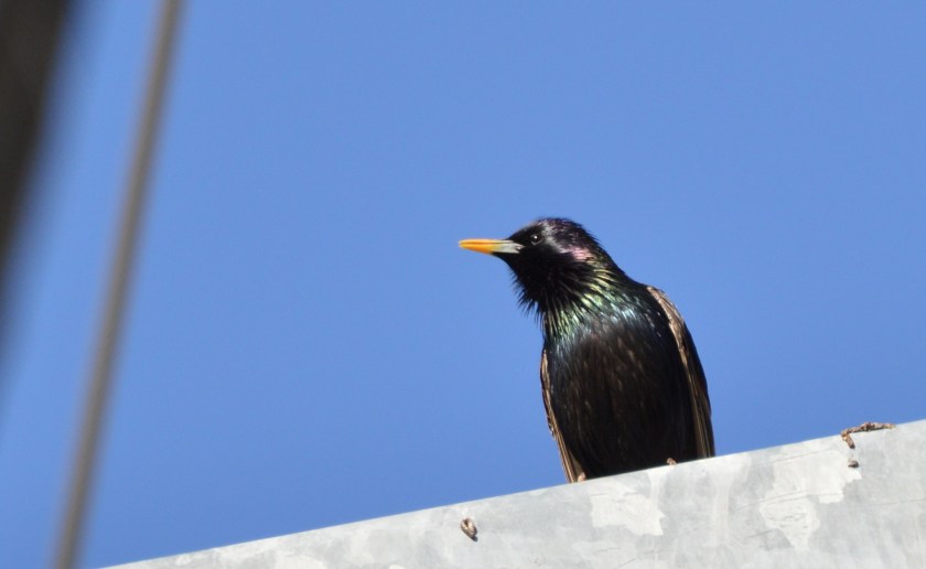 European Starling