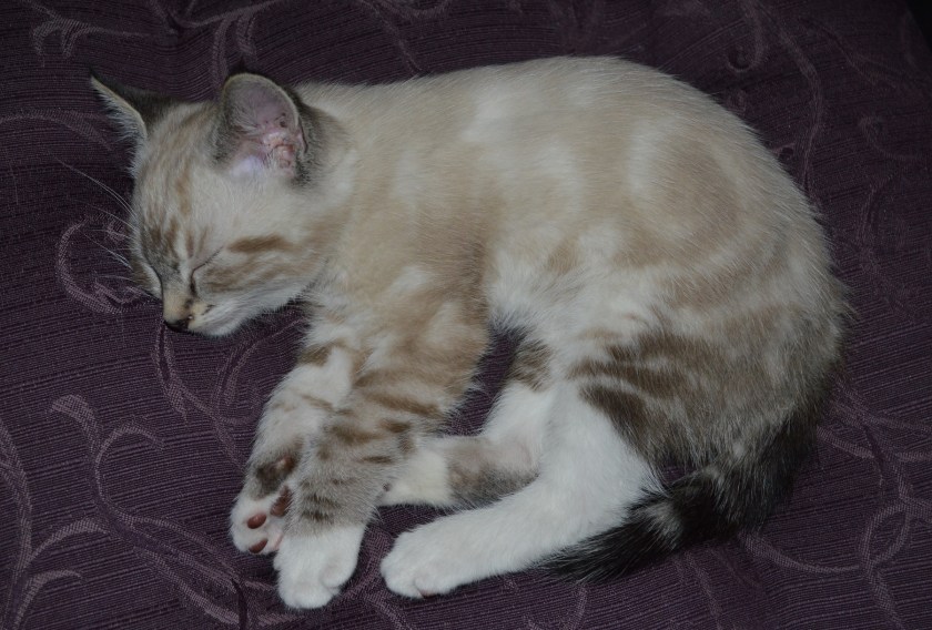 Being a kitten is tiring work