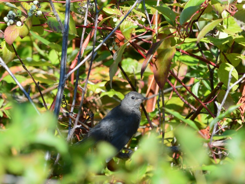 Gray Catbird