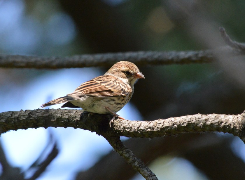 Fledgling Sparrow