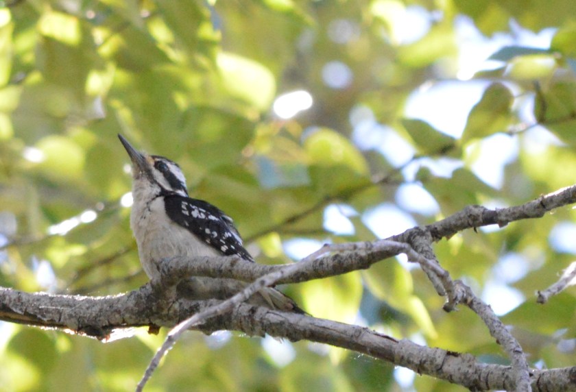 Hairy Woodpecker