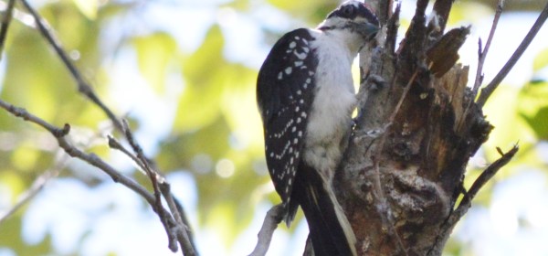 Hairy Woodpecker