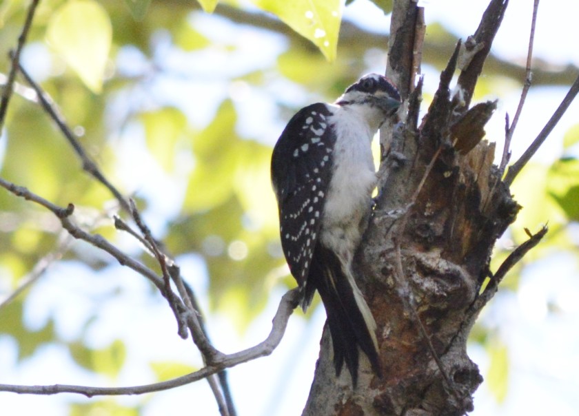 Hairy Woodpecker