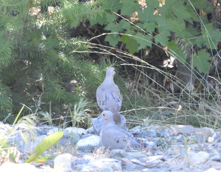 Mourning Doves