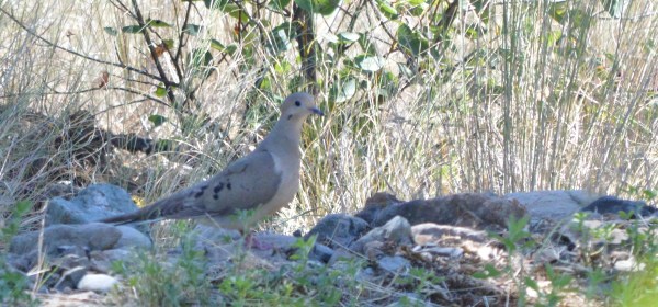 Mourning Dove