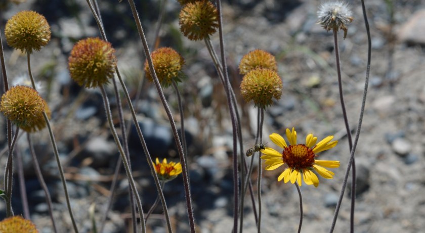 Blanket flower