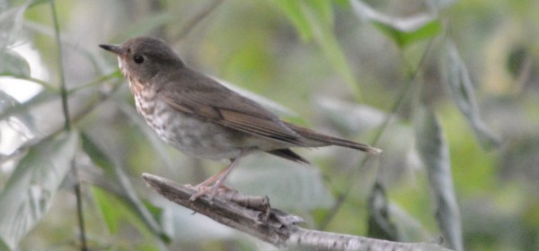 Swainson's Thrush