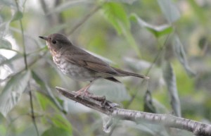 Swainson's Thrush