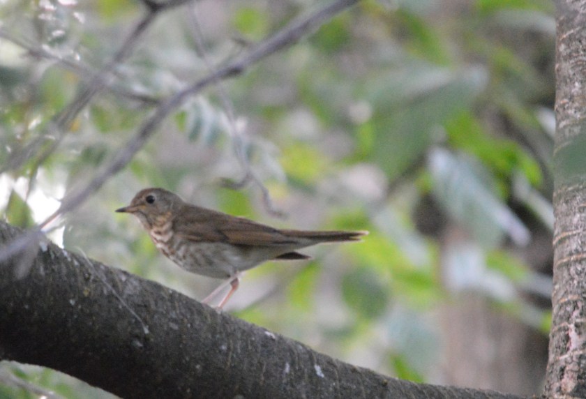 Swainson's Thrush